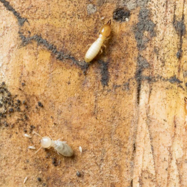 unconnected downpipes can attract termites